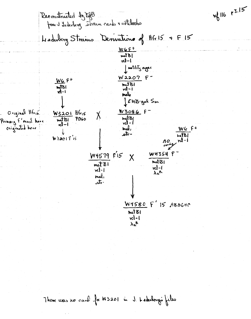 X23 BJBachmann Reconstruction p3.15